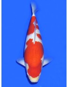 Koi