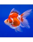 All Other Goldfish